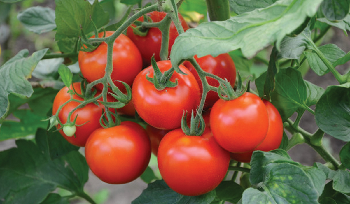 ندوة عن المشاكل التى تقابل مزارعين الطماطم وكيفية التغلب عليها