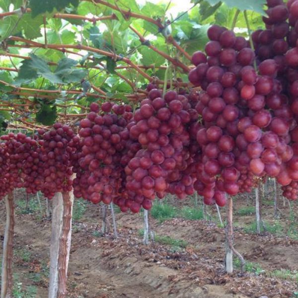 التغيرات المناخية وتأثيرها على إنتاج العنب في مصر