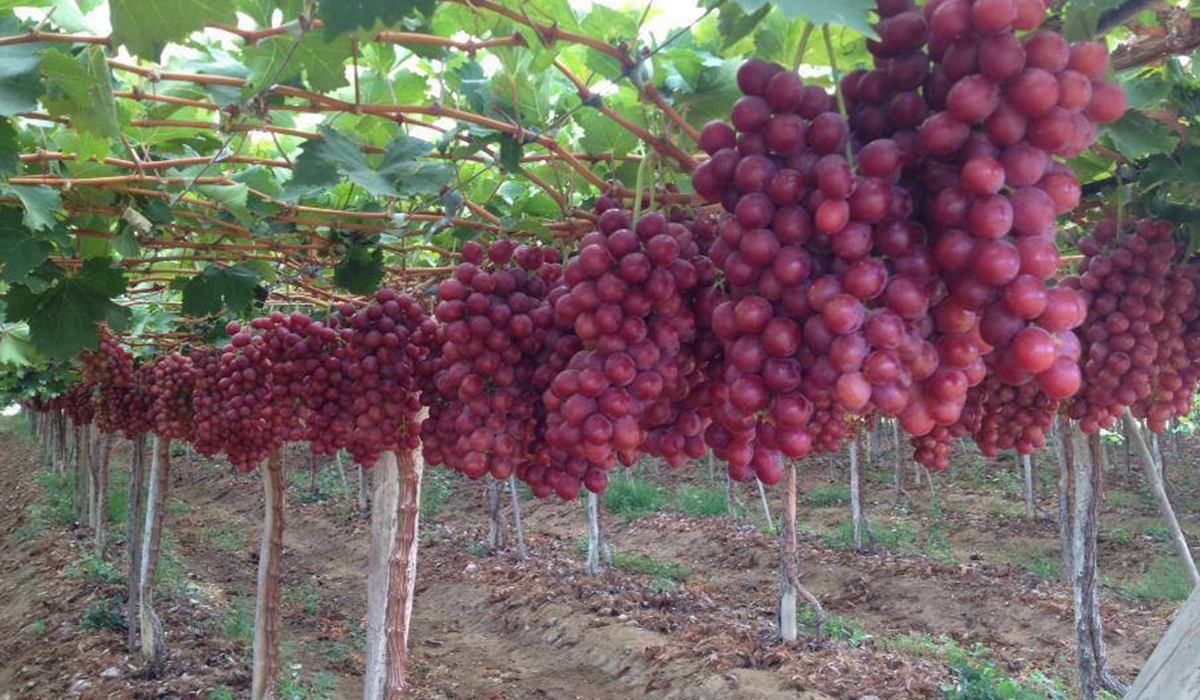 التغيرات المناخية وتأثيرها على إنتاج العنب في مصر