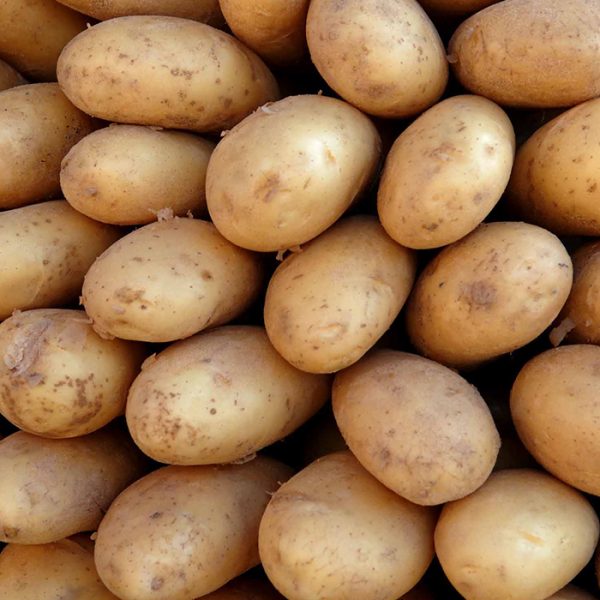 تقاوي البطاطس المستوردة  للموسم 2020