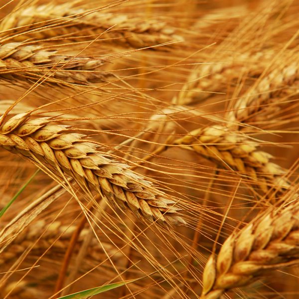 زراعة القمح تحت نظام الرى المحورى