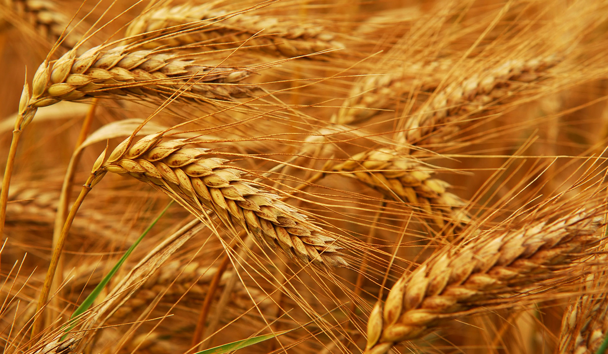 زراعة القمح تحت نظام الرى المحورى