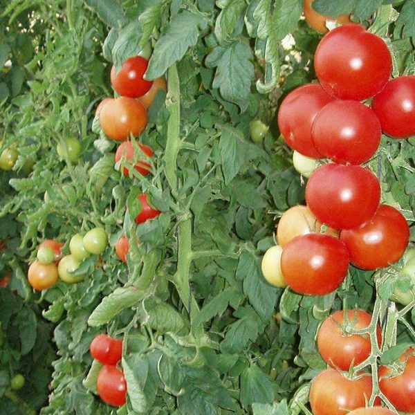 ظاهرة تساقط العقد (التنفيل) فى الطماطم