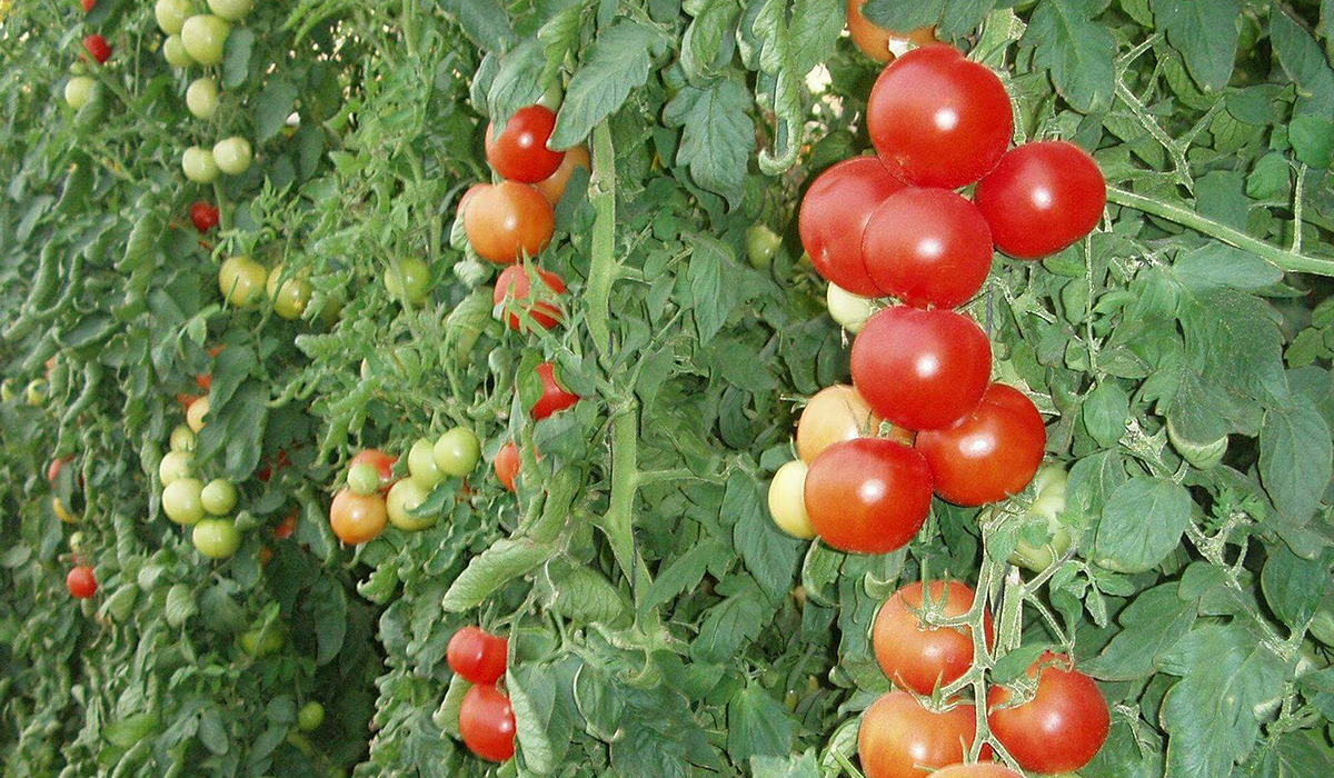 ظاهرة تساقط العقد (التنفيل) فى الطماطم