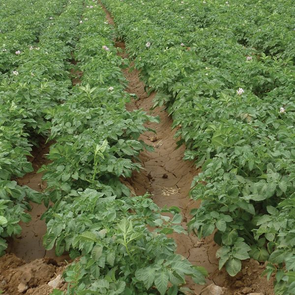 أسباب انخفاض إنتاجية محصول البطاطس