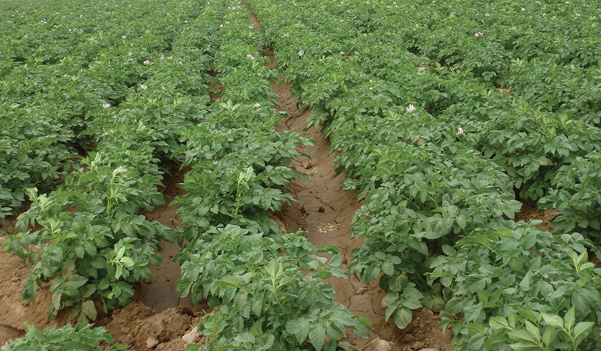 أسباب انخفاض إنتاجية محصول البطاطس