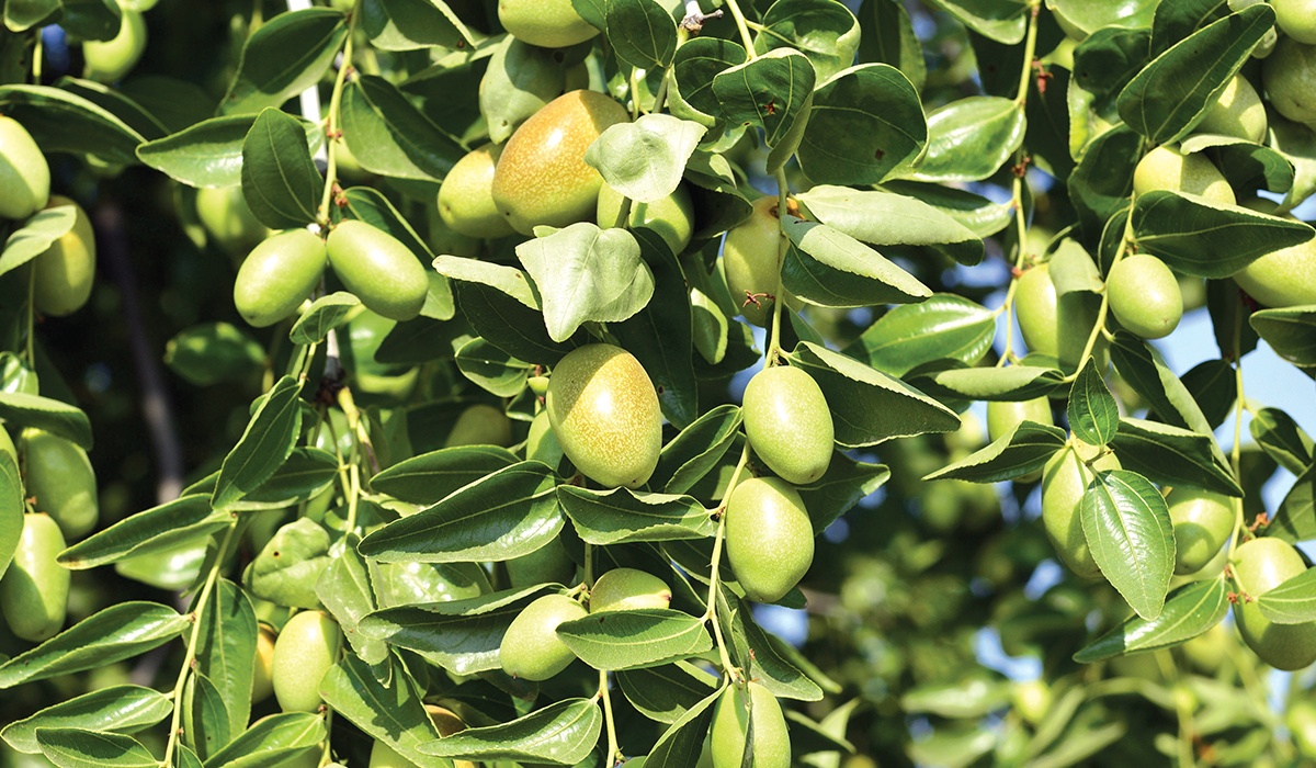 شجيرة الجوجوبا مستقبل لمصر و إحتياج للعالم Jojoba