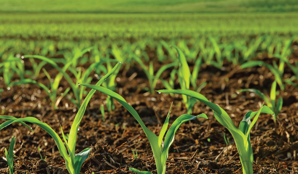 Suspension Fertilizer Technology – SMART LAND
