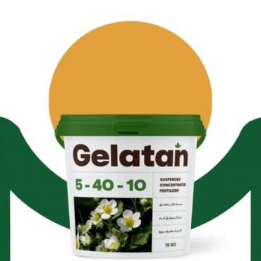 gelatan 10 - 40 - 5