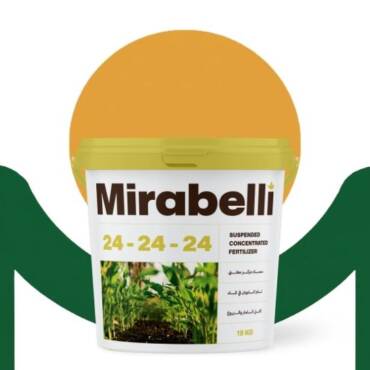 Mirabelli 24 - 24 - 24